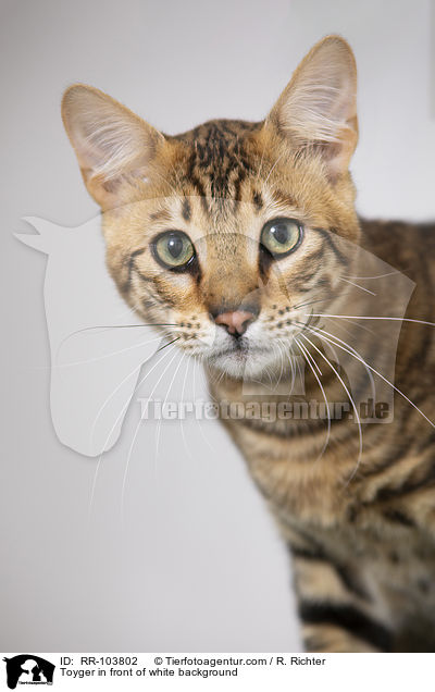 Toyger in front of white background / RR-103802