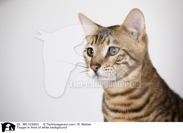 Toyger in front of white background / RR-103803