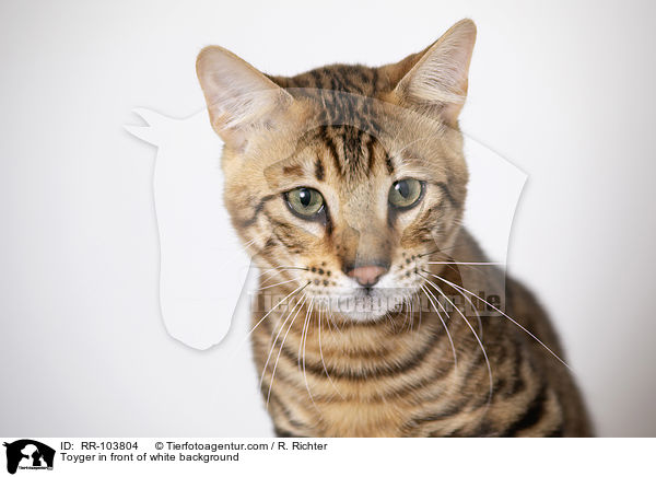 Toyger in front of white background / RR-103804