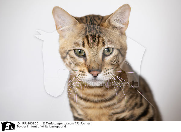 Toyger in front of white background / RR-103805