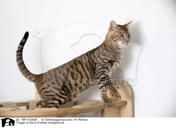 Toyger in front of white background / RR-103806