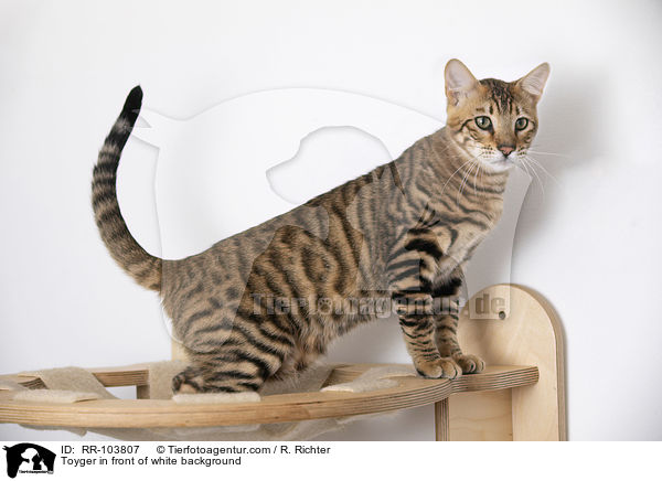 Toyger in front of white background / RR-103807