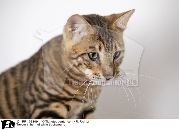 Toyger in front of white background / RR-103809