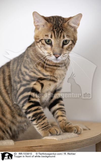 Toyger in front of white background / RR-103810