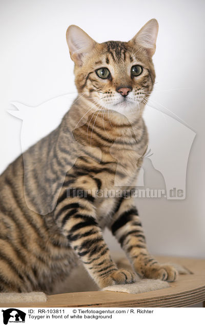 Toyger in front of white background / RR-103811