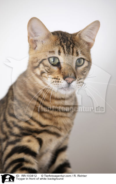 Toyger in front of white background / RR-103812