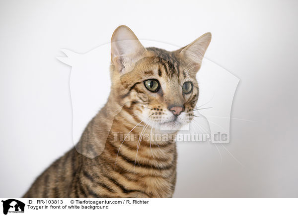 Toyger in front of white background / RR-103813