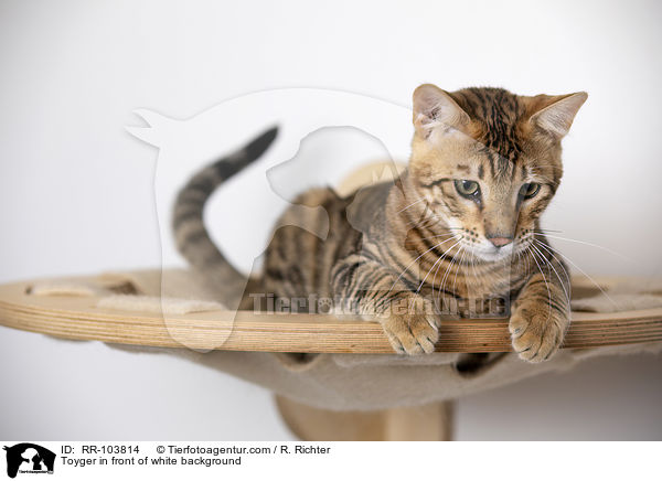 Toyger in front of white background / RR-103814