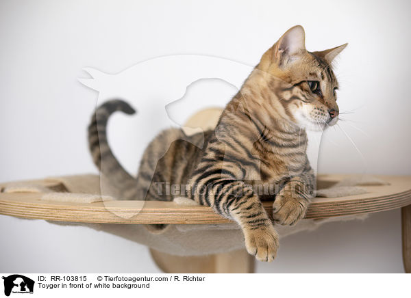 Toyger in front of white background / RR-103815