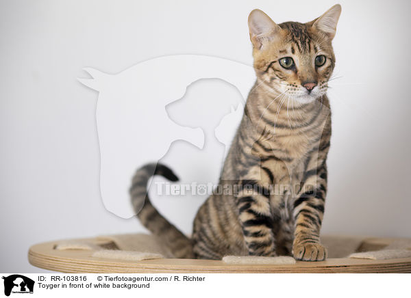 Toyger vor weiem Hintergrund / Toyger in front of white background / RR-103816