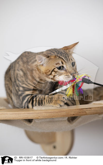 Toyger in front of white background / RR-103817