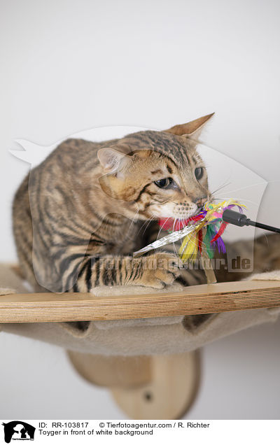 Toyger vor weiem Hintergrund / Toyger in front of white background / RR-103817