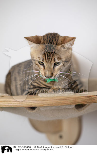 Toyger in front of white background / RR-103818