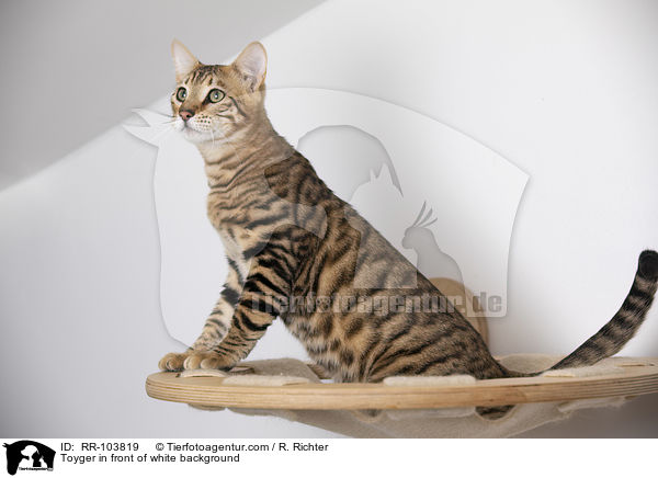 Toyger in front of white background / RR-103819