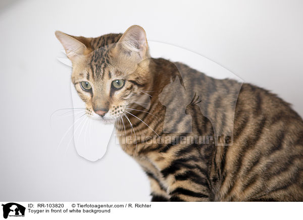 Toyger in front of white background / RR-103820
