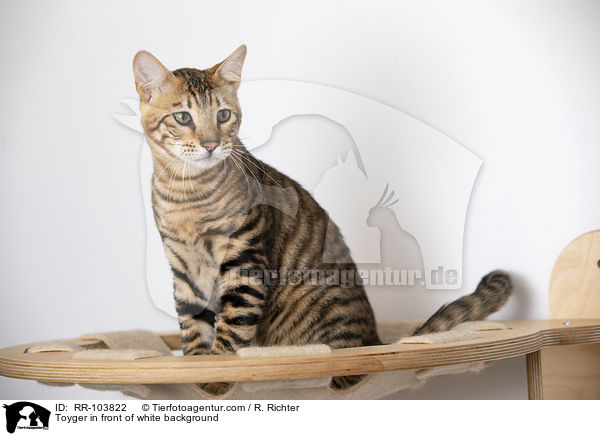 Toyger vor weiem Hintergrund / Toyger in front of white background / RR-103822