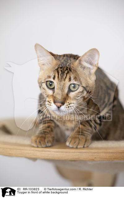 Toyger vor weiem Hintergrund / Toyger in front of white background / RR-103823