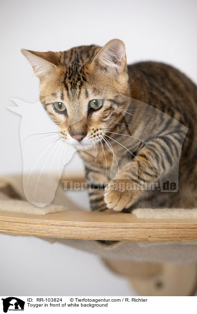Toyger in front of white background / RR-103824