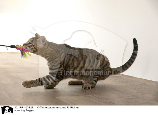 standing Toyger / RR-103827