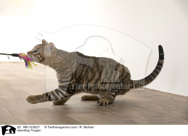 stehender Toyger / standing Toyger / RR-103827