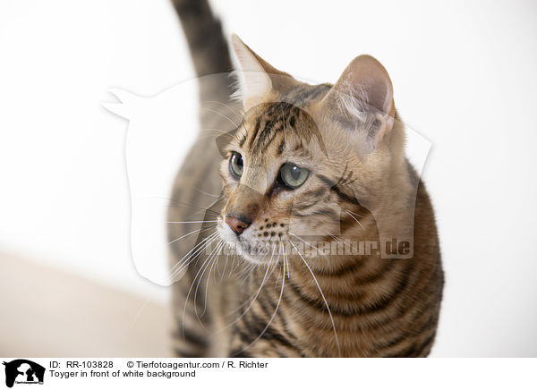 Toyger in front of white background / RR-103828