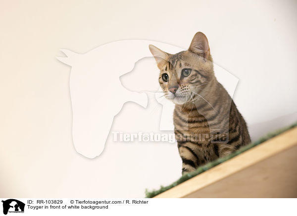 Toyger vor weiem Hintergrund / Toyger in front of white background / RR-103829