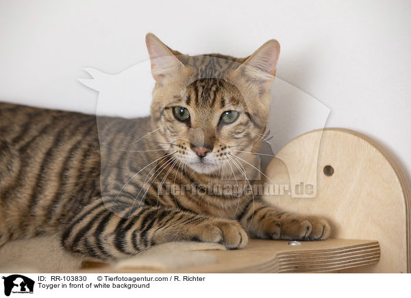 Toyger in front of white background / RR-103830