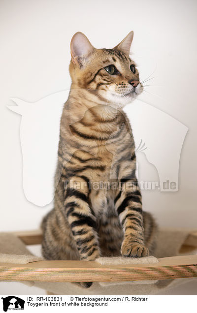 Toyger vor weiem Hintergrund / Toyger in front of white background / RR-103831
