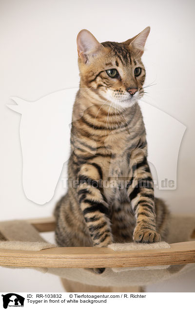 Toyger in front of white background / RR-103832