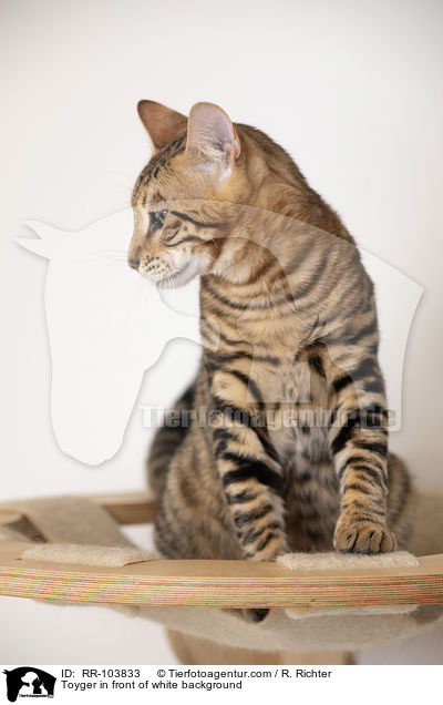 Toyger in front of white background / RR-103833
