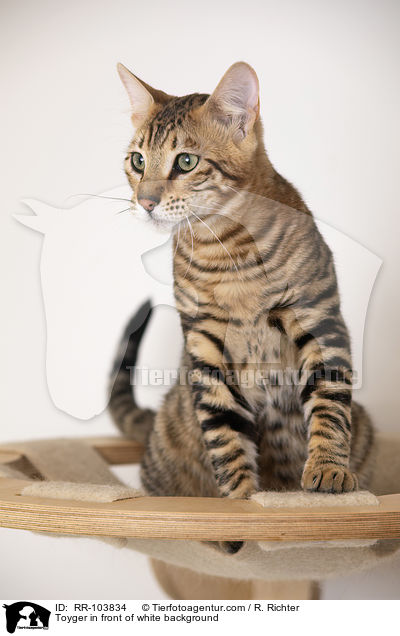 Toyger in front of white background / RR-103834