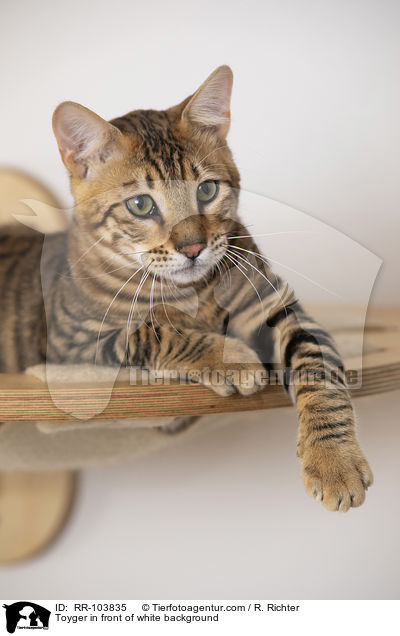 Toyger in front of white background / RR-103835