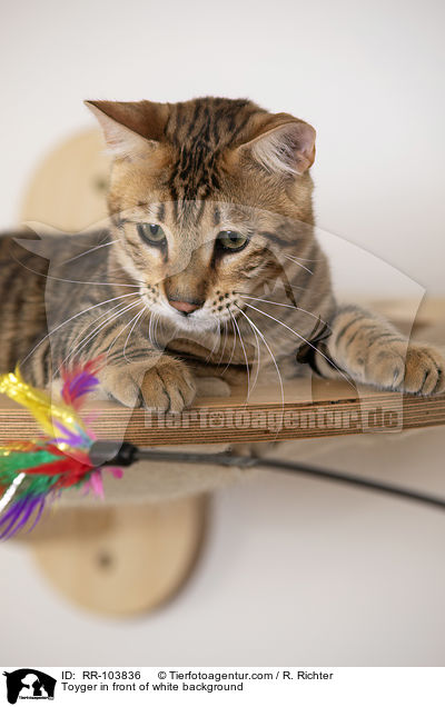 Toyger in front of white background / RR-103836