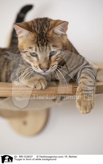 Toyger in front of white background / RR-103837