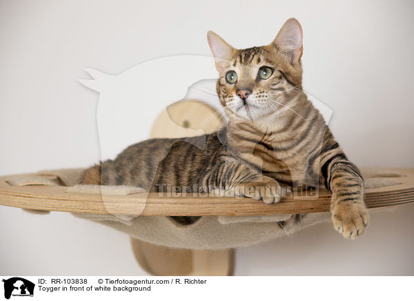 Toyger in front of white background / RR-103838
