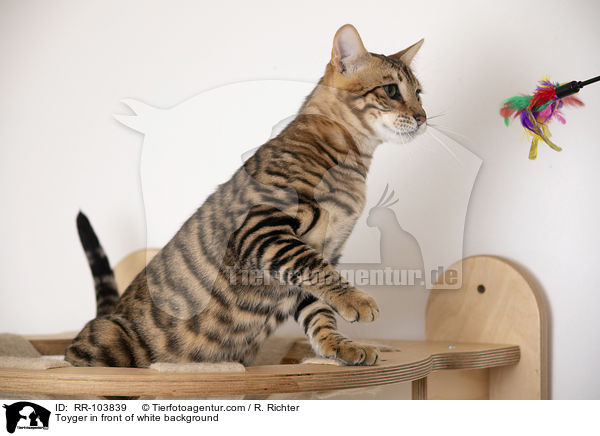 Toyger in front of white background / RR-103839