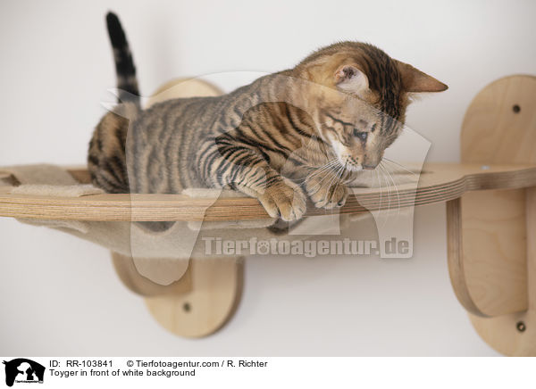 Toyger in front of white background / RR-103841