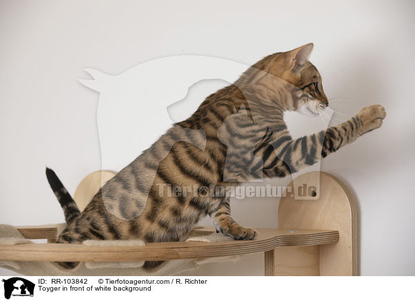 Toyger in front of white background / RR-103842