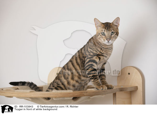 Toyger in front of white background / RR-103843