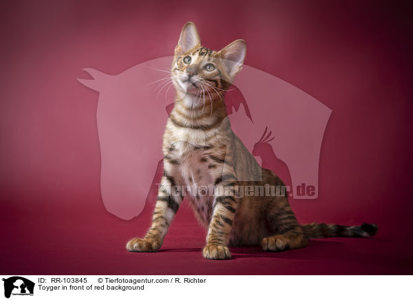 Toyger in front of red background / RR-103845