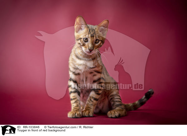 Toyger in front of red background / RR-103846