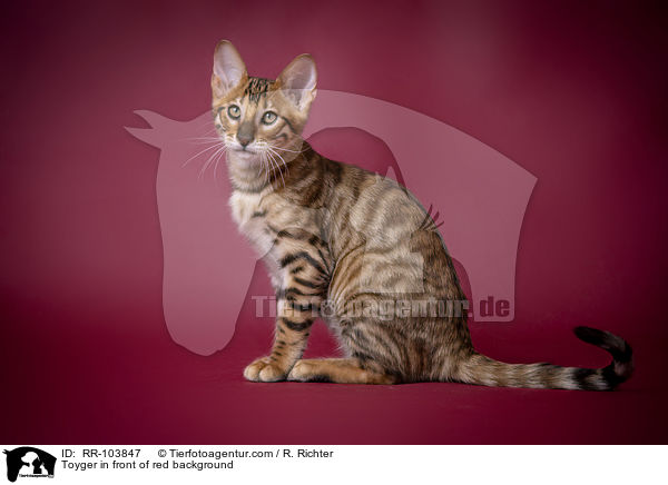 Toyger in front of red background / RR-103847