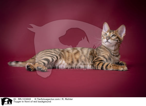 Toyger in front of red background / RR-103848