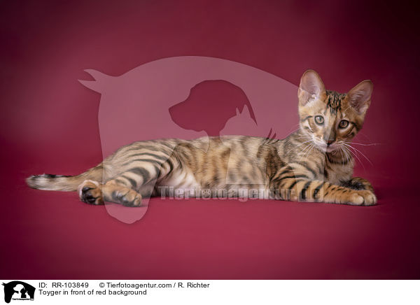 Toyger in front of red background / RR-103849