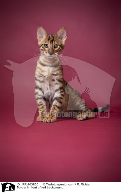Toyger in front of red background / RR-103850