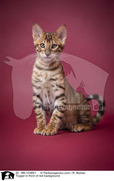 Toyger in front of red background / RR-103851