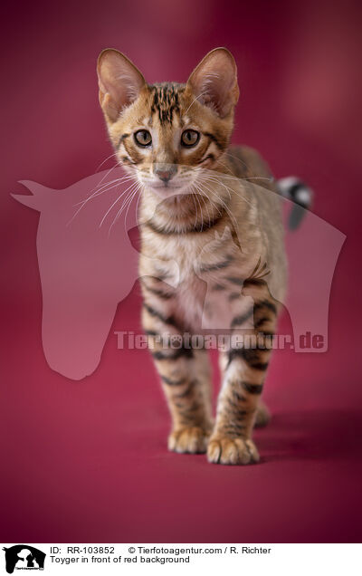 Toyger in front of red background / RR-103852