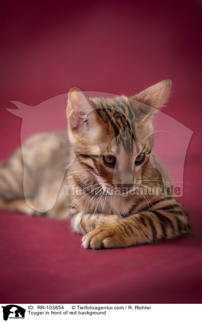 Toyger in front of red background / RR-103854
