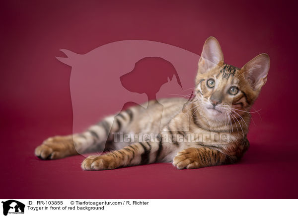 Toyger in front of red background / RR-103855