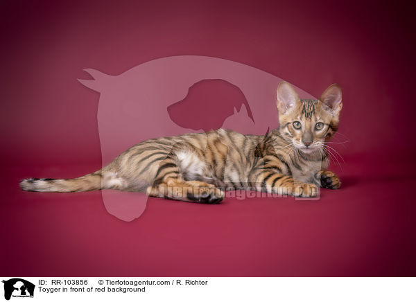 Toyger in front of red background / RR-103856